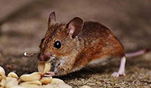 24 Hour & Emergency Exterminators in Ponderosa, NM